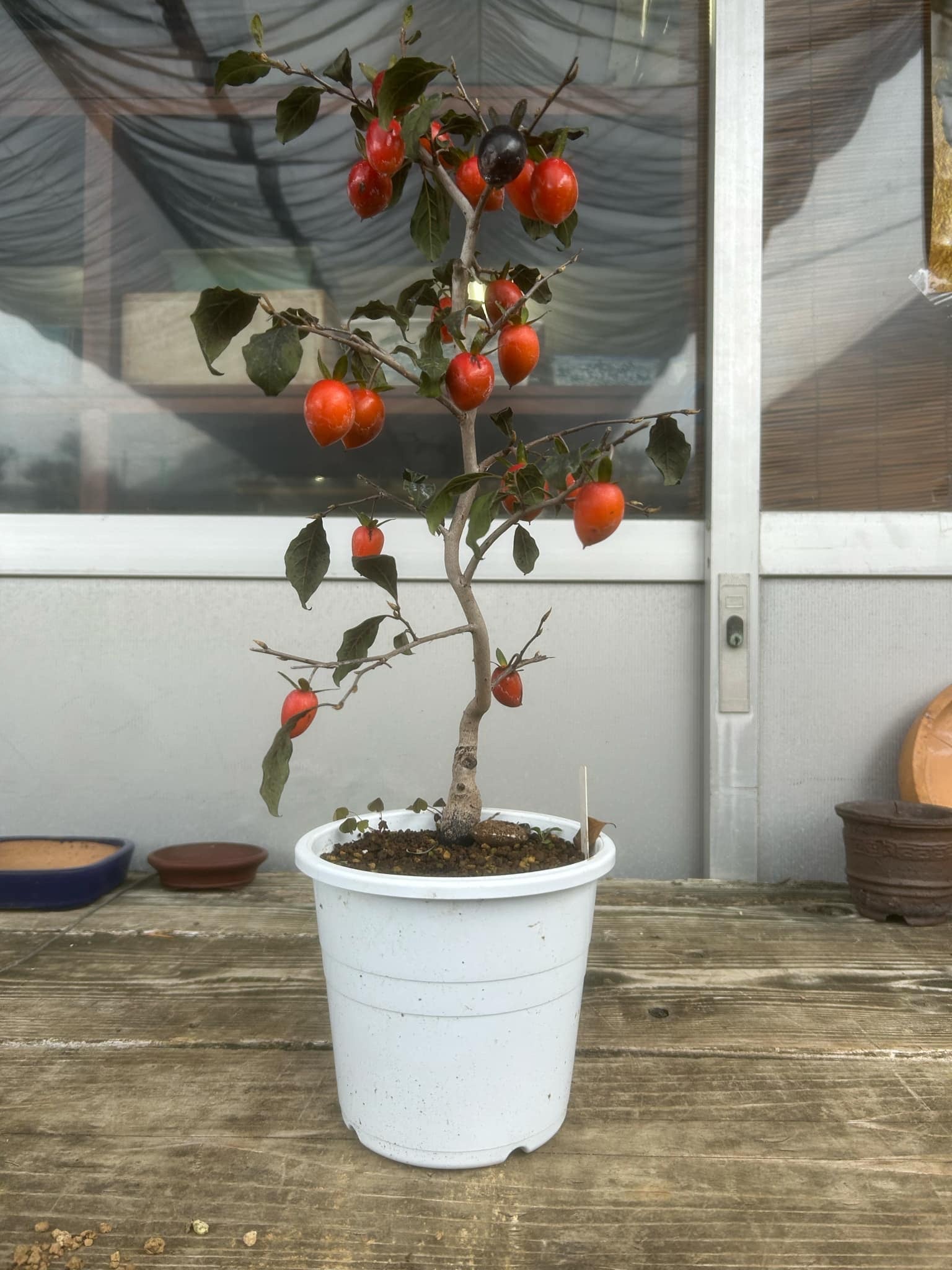 Princess Persimmon (Roya Kaki) 'Toyooka Akane'