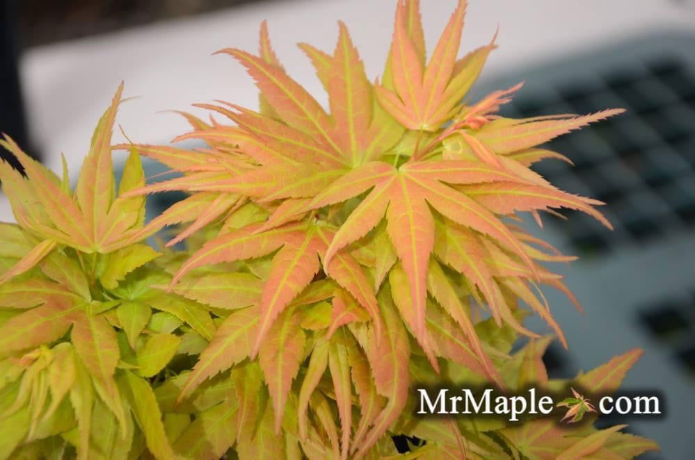 - Acer palmatum 'Beni mikawa' Rare Dwarf Japanese Maple - Mr Maple │ Buy Japanese Maple Trees
