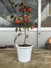 Princess Persimmon (Roya Kaki) 'Toyooka Akane'