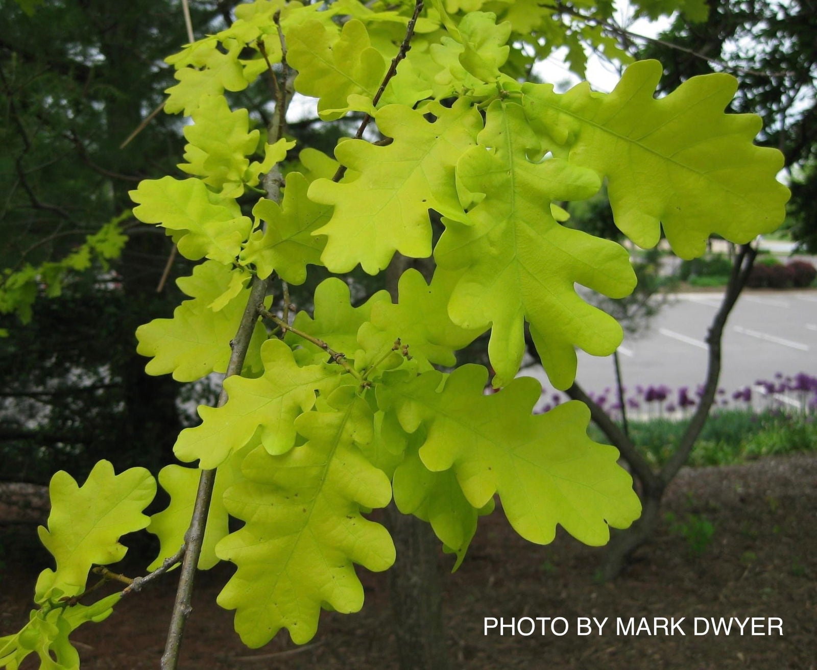 - Quercus robur 'Concordia' Golden English Oak - Mr Maple │ Buy Japanese Maple Trees