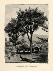 1902 Wood Engraving Yucca Palm Tree Santa Barbara California Landscape XGO6