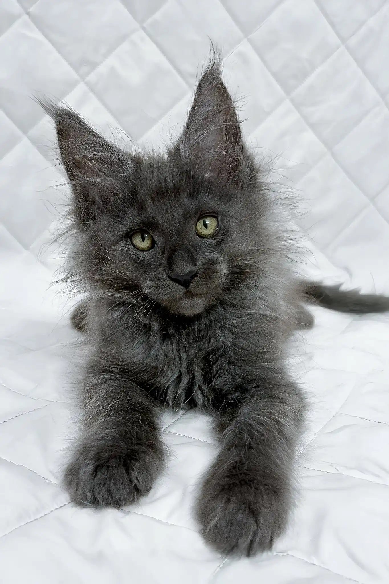 Bonya | maine coon kitten
