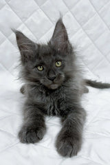 Bonya | maine coon kitten